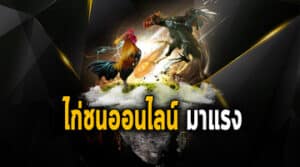 ไก่ชนออนไลน์สด