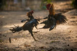 ไก่ชน ufabet