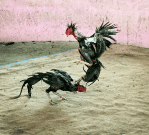 ไก่ชน ufabet