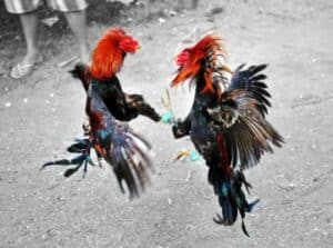 เว็บ พนัน ไก่ชน