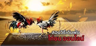 แทงไก่ชนเว็บไหนดี