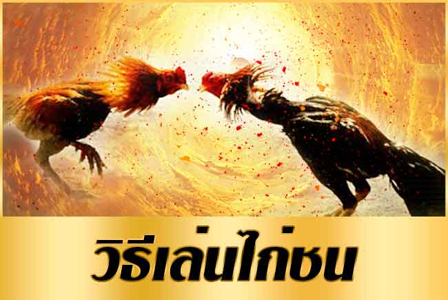 แทงไก่ออนไลน์