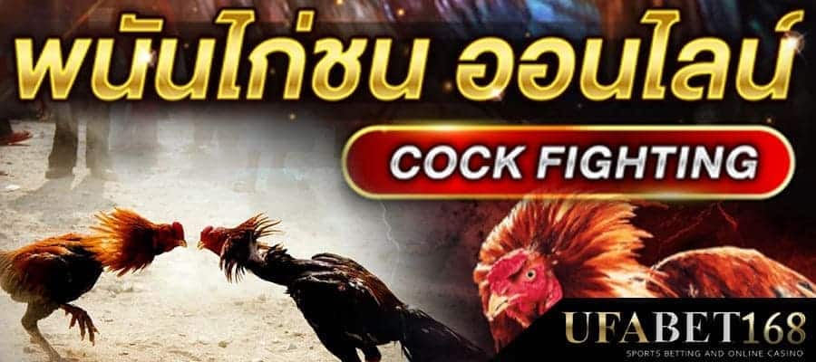 ดูไก่ชนสด