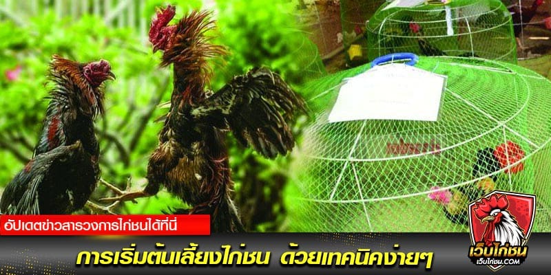 การเริ่มต้นเลี้ยงไก่ชน