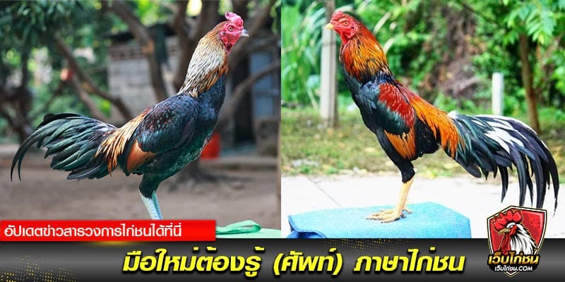 ไก่ชน ภาษาไก่ชน
