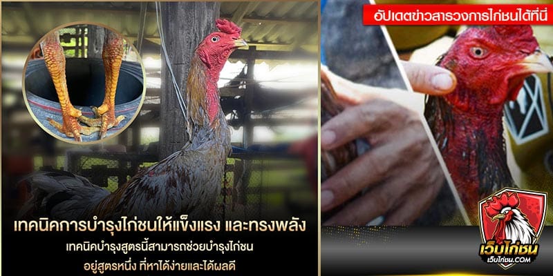 สูตรบำรุงไก่ชน