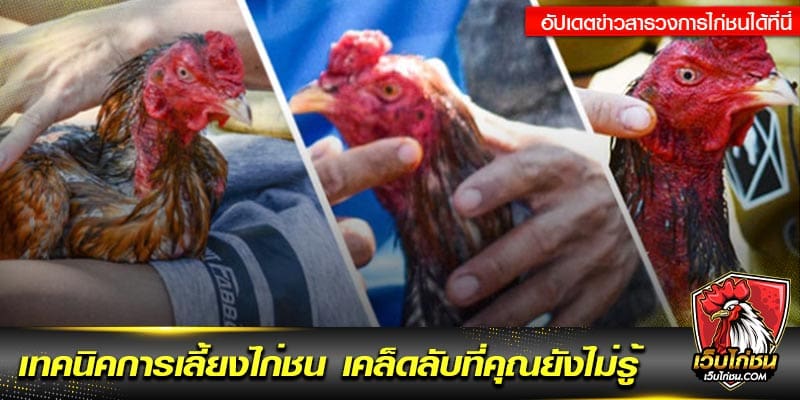 เทคนิคการเลี้ยงไก่ชน