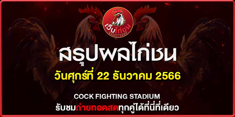ไก่ชนวันนี้