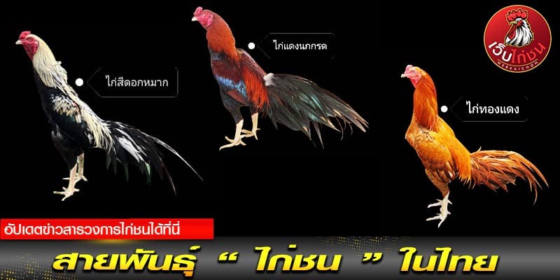 สายพันธุ์ไก่ชนไทย