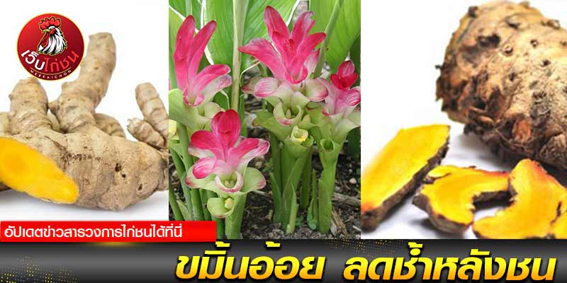 โปรแกรมไก่ชนสนามบางเลน