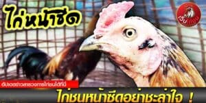 ถ่ายทอดสด ไก่ชนล่าสุด