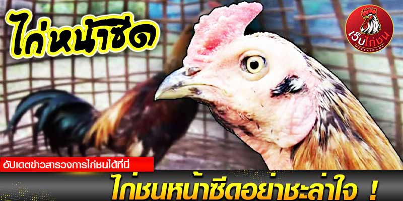 ถ่ายทอดสด ไก่ชนล่าสุด