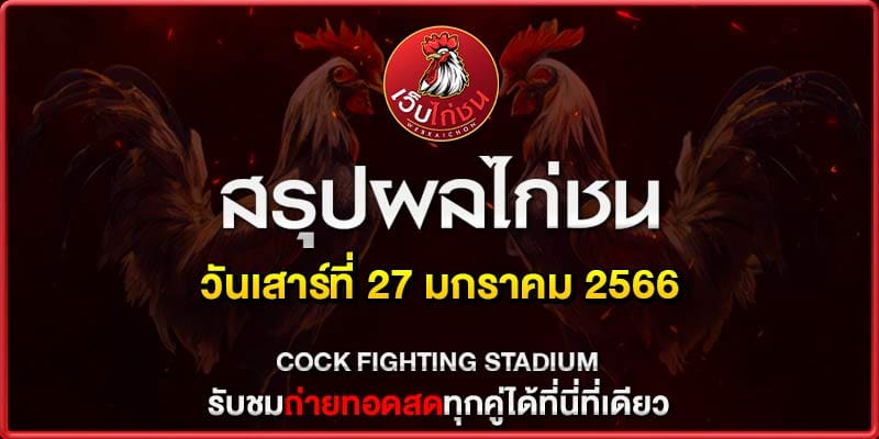 ไก่ชนตี กันในบ่อน270167