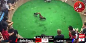 เทปไก่ชนย้อนหลัง62