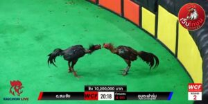 เทปไก่ชนย้อนหลัง70