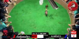 เทปไก่ชนย้อนหลัง49