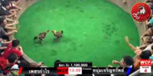 เทปไก่ชนย้อนหลัง44