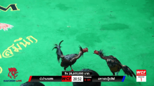 เทปไก่ชนย้อนหลัง