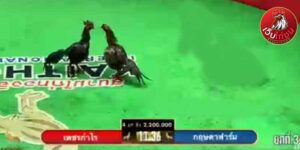 เทปไก่ชนย้อนหลัง15