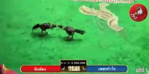 เทปไก่ชนย้อนหลัง17