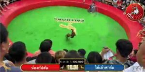 เทปไก่ชนย้อนหลัง20