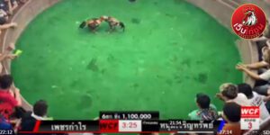 เทปไก่ชนย้อนหลัง45