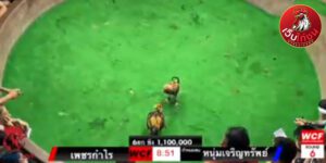 เทปไก่ชนย้อนหลัง42