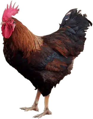 แทงไก่ชนออนไลน์