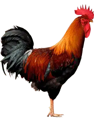แทงไก่ชนออนไลน์