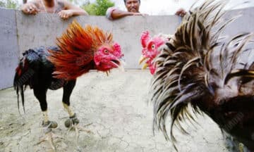 ถ่ายทอดไก่ชน