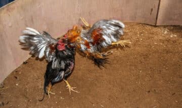 ถ่ายทอดไก่ชน