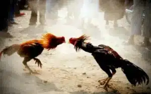 ไก่ชน ufabet