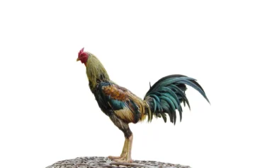 สมัครแทงไก่ชน