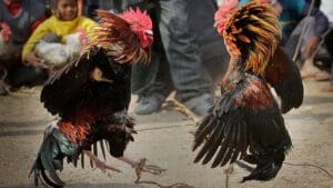 การพนันไก่ชน
